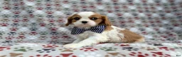 Cavalier King Charles Spaniel dogs for sale: Odie - Ad 8