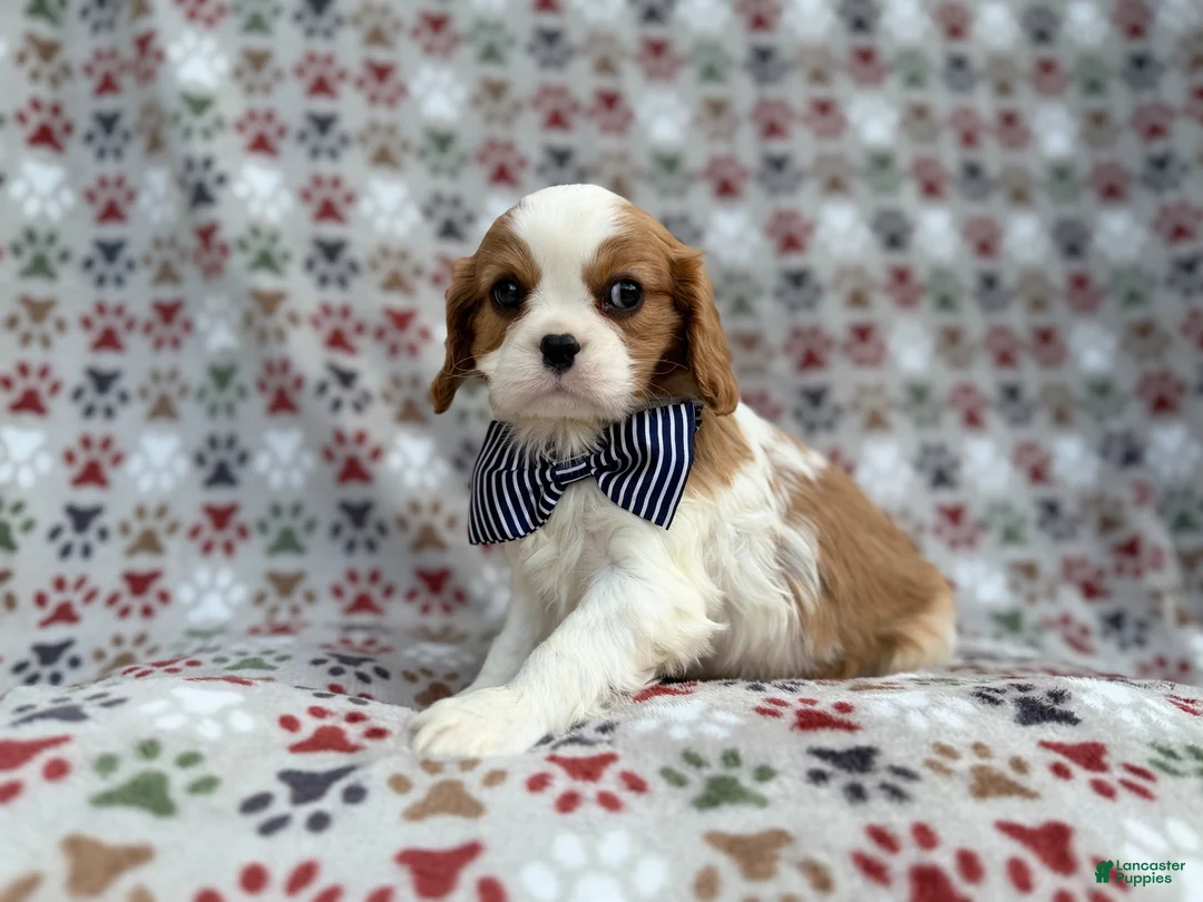 Cavalier King Charles Spaniel dogs for sale: Odie - Ad 8