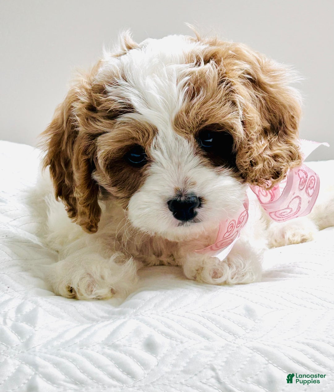 Cavapoo dogs for sale: Piper - Ad 5