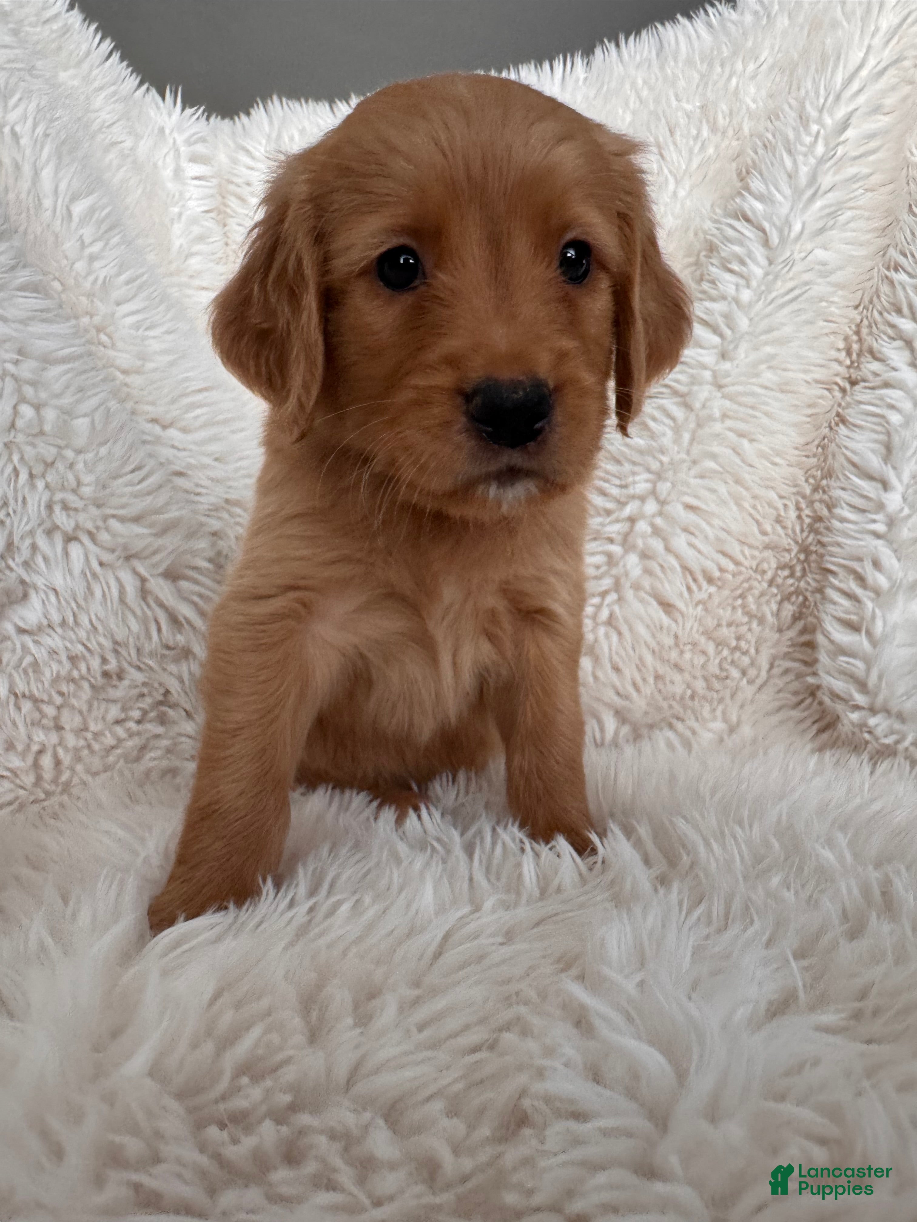 Golden Retriever dogs Quinn - black collar, male - Ad 1