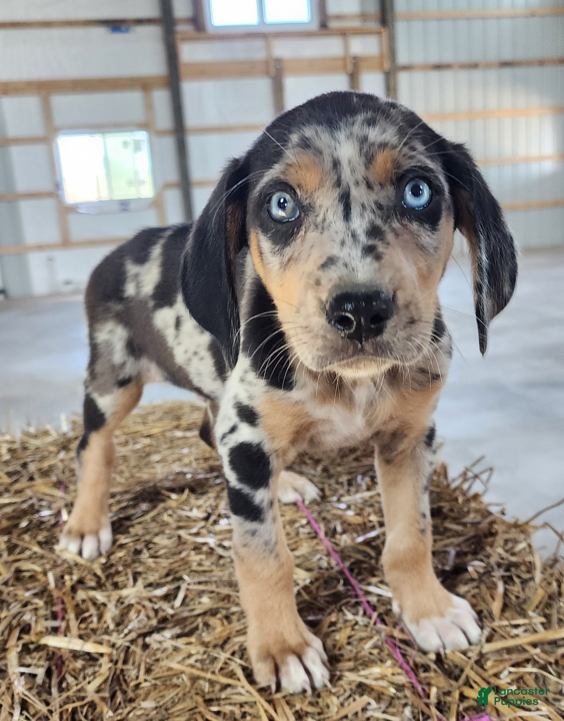 Catahoula Leopard Dog dogs Duchess 2026 Male 3 - Ad 5