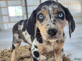 Catahoula Leopard Dog dogs Duchess 2026 Male 3 - Ad 4