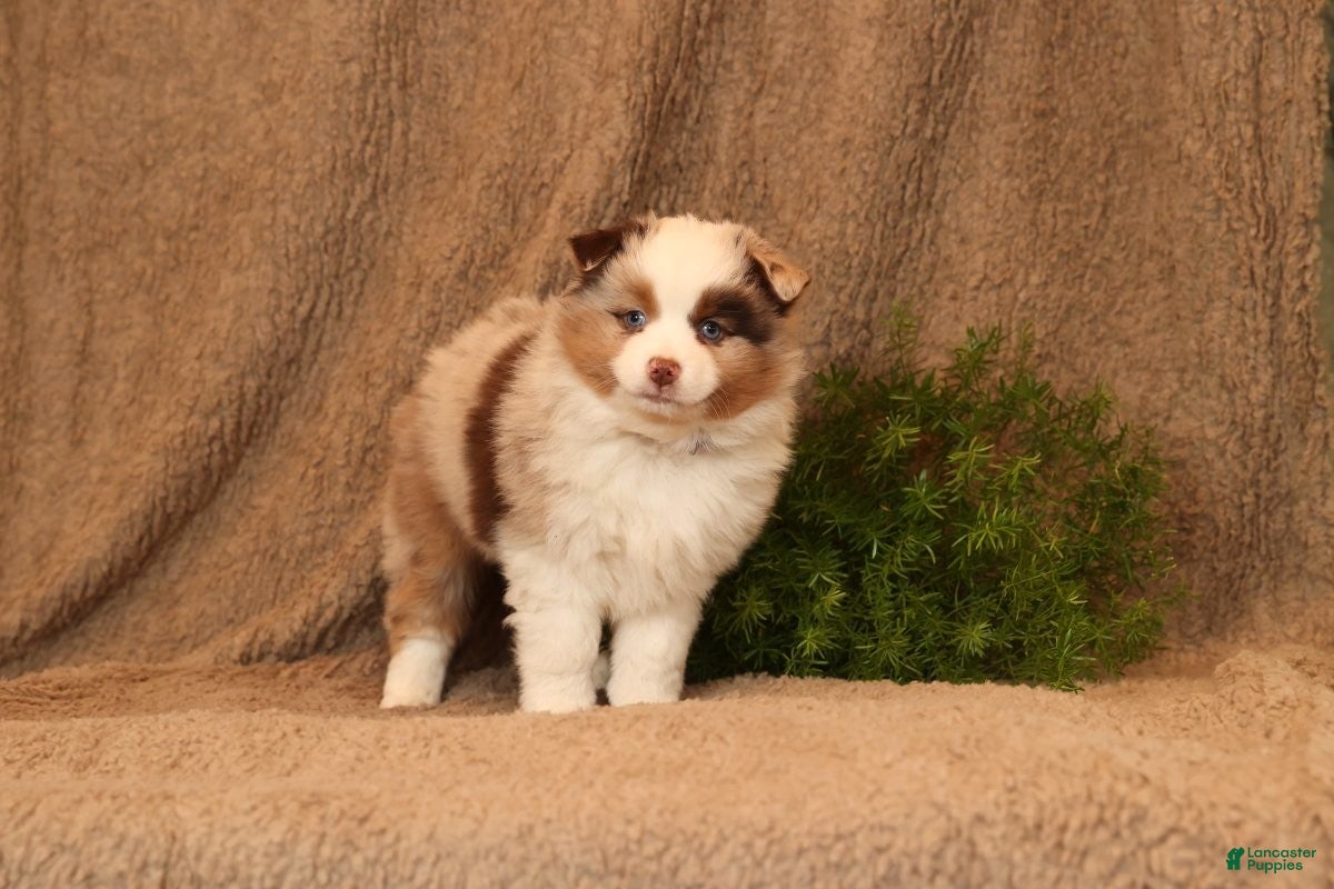 Miniature Australian Shepherd dogs Carmen - Ad 5