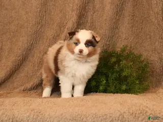 Miniature Australian Shepherd dogs Carmen - Ad 39