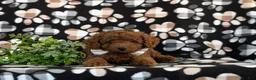 Toy Poodle dogs for sale: Shepley 9 lbs full grown - Ad 5