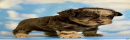 Pekapoo dogs for sale: Joy - Ad 7