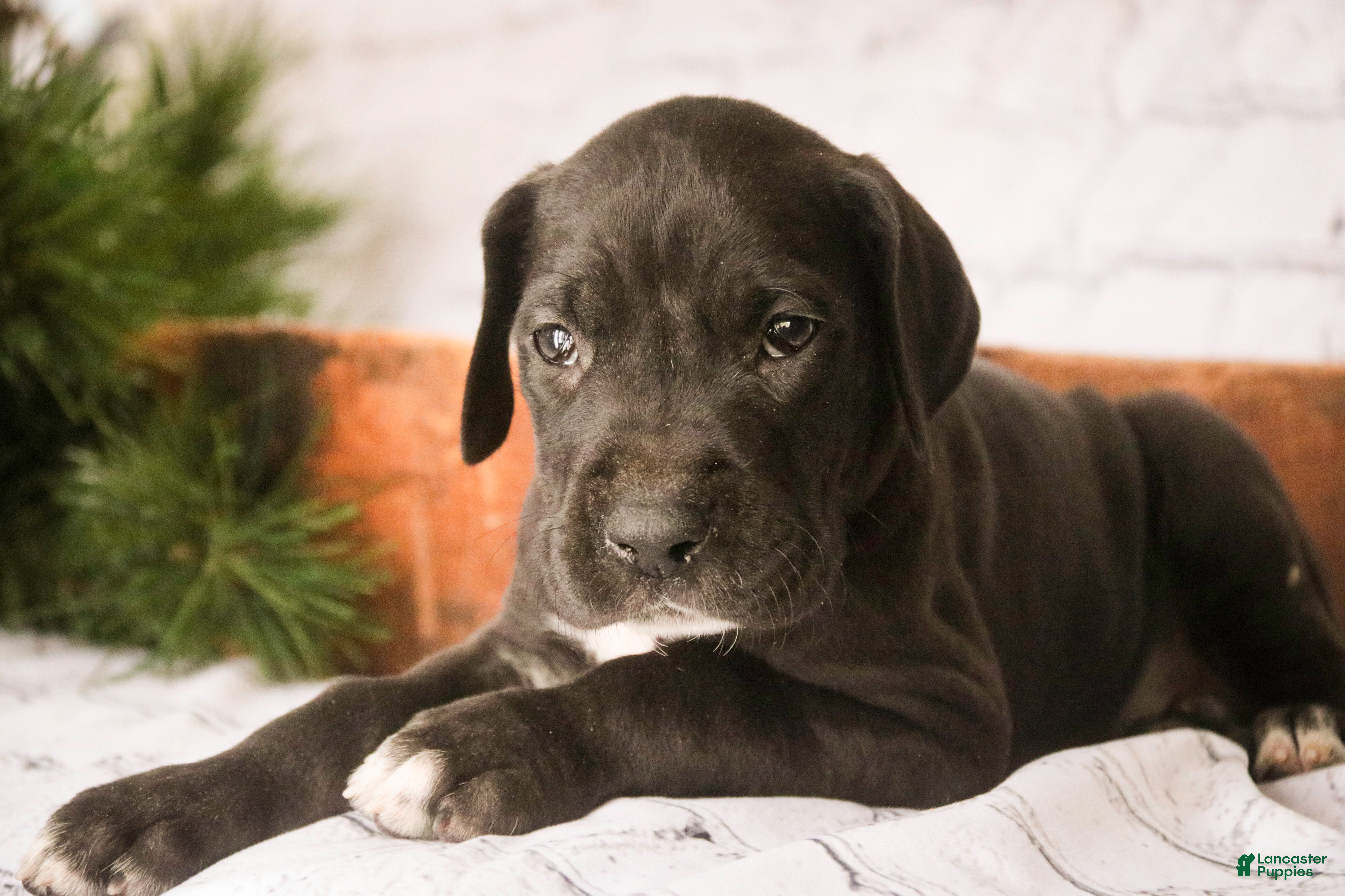 Great Dane dogs Henry - Ad 28