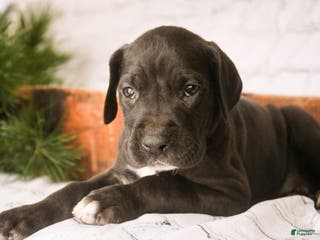 Great Dane dogs Henry - Ad 40