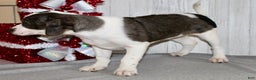 Mixed Breed dogs for sale: Barbie - Ad 6