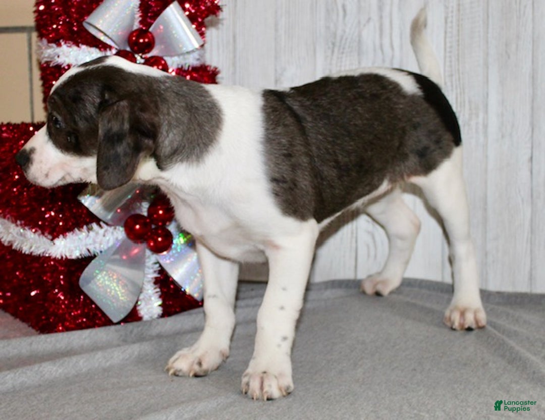 Mixed Breed dogs for sale: Barbie - Ad 6