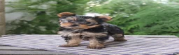 Yorkshire Terrier dogs for sale: Rosie - Ad 3