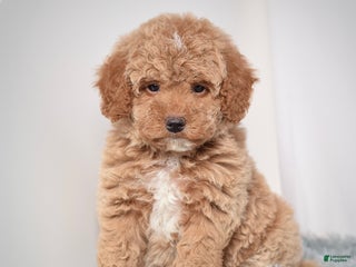 Mini Goldendoodle dogs Mr. Ozzie - Ad 5