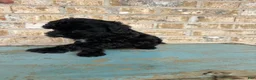 Mixed Breed dogs for sale: Salem - Ad 4