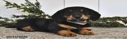 Miniature Dachshund dogs for sale: Friendly - Ad 4