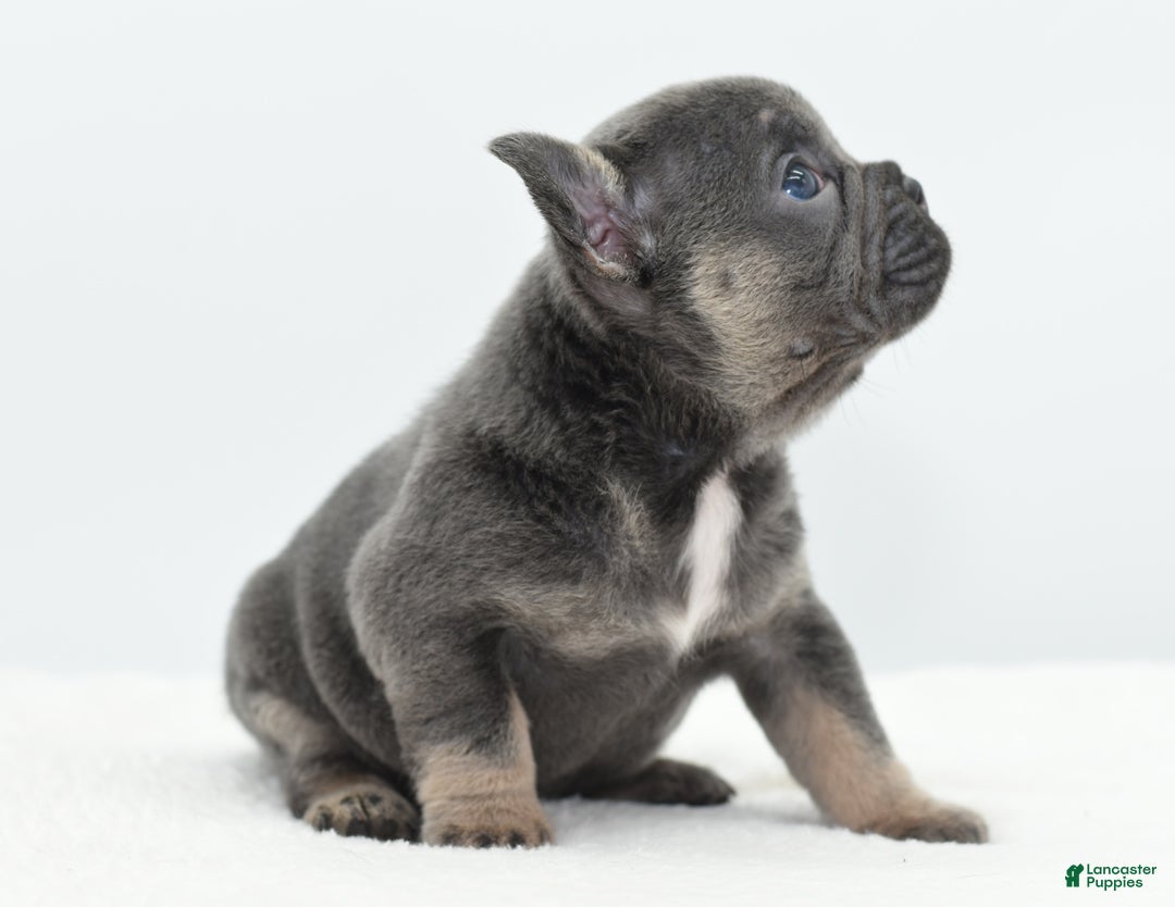 Mixed Breed dogs for sale: Queen lilac tricolor  - Ad 18