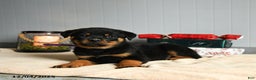 Rottweiler dogs for sale: Fudge - Ad 3