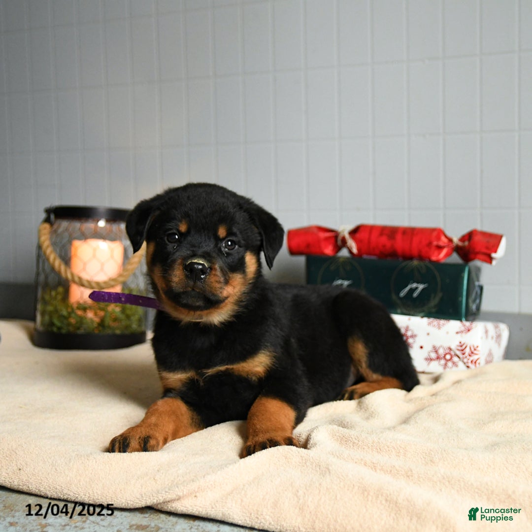 Rottweiler dogs for sale: Fudge - Ad 3