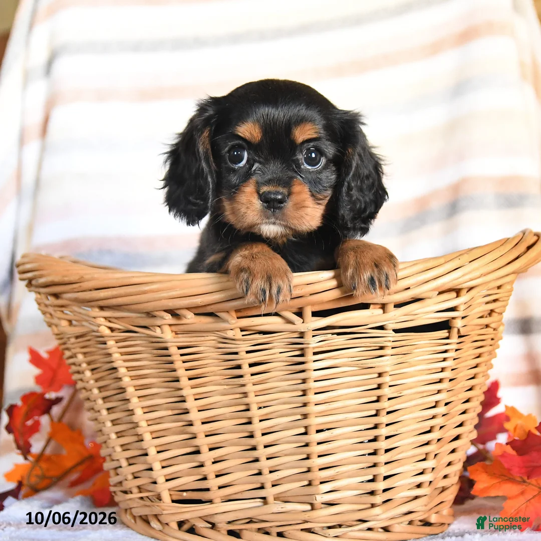Cavalier King Charles Spaniel dogs for sale: Lacy - Ad 1