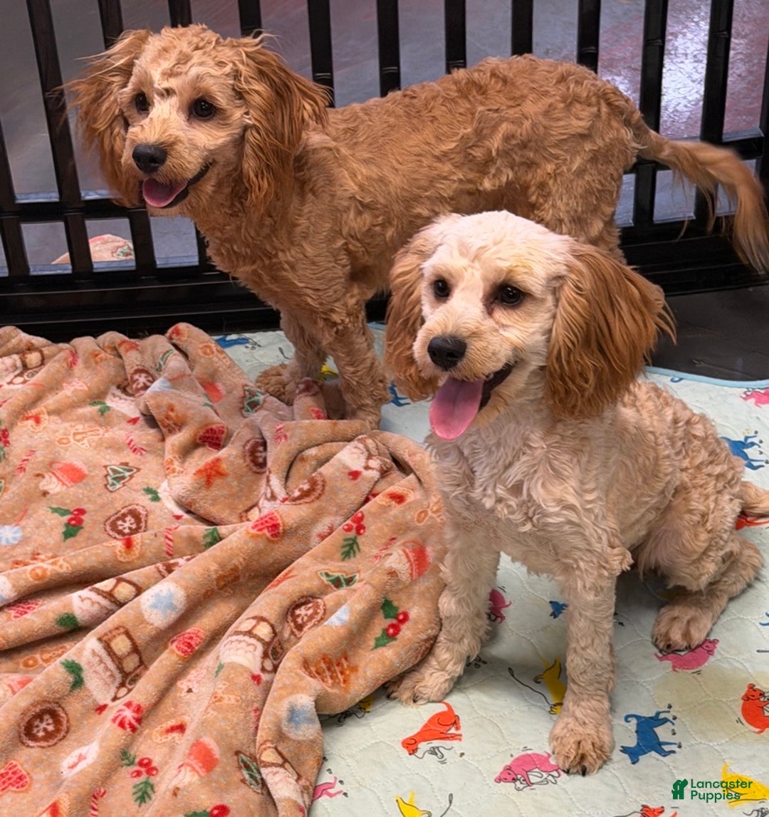 Cavapoo dogs for sale: Russell - Ad 2