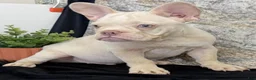 French Bulldog dogs for sale: Rambo - Ad 4