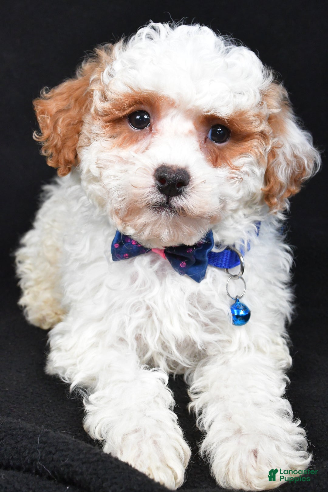 Miniature Poodle dogs for sale: Diamond - Ad 3