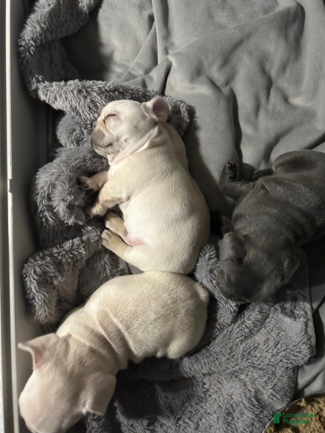 French Bulldog dogs for sale: Luca - Ad 4