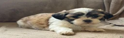 Shih Tzu dogs for sale: Callie - Ad 7
