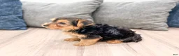 Yorkshire Terrier dogs for sale: Mickey - Ad 4