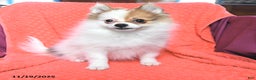 Pomeranian dogs for sale: George - Ad 2