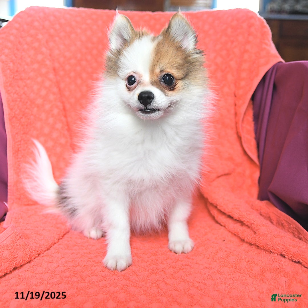 Pomeranian dogs for sale: George - Ad 2