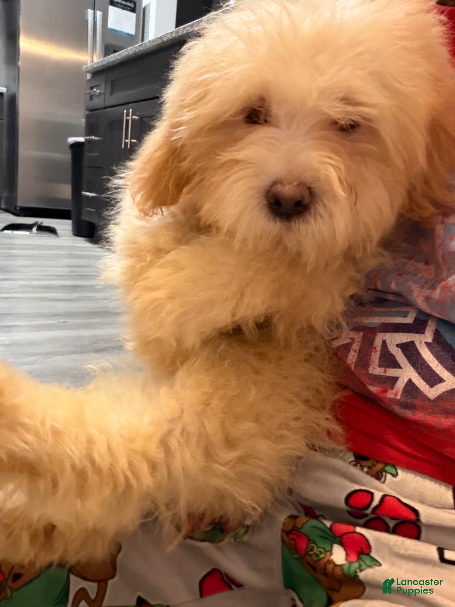 Mixed Breed dogs Mixed Breed 2 - Ad 1