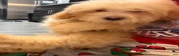 Mixed Breed dogs for sale: Mixed Breed 2 - Ad 1