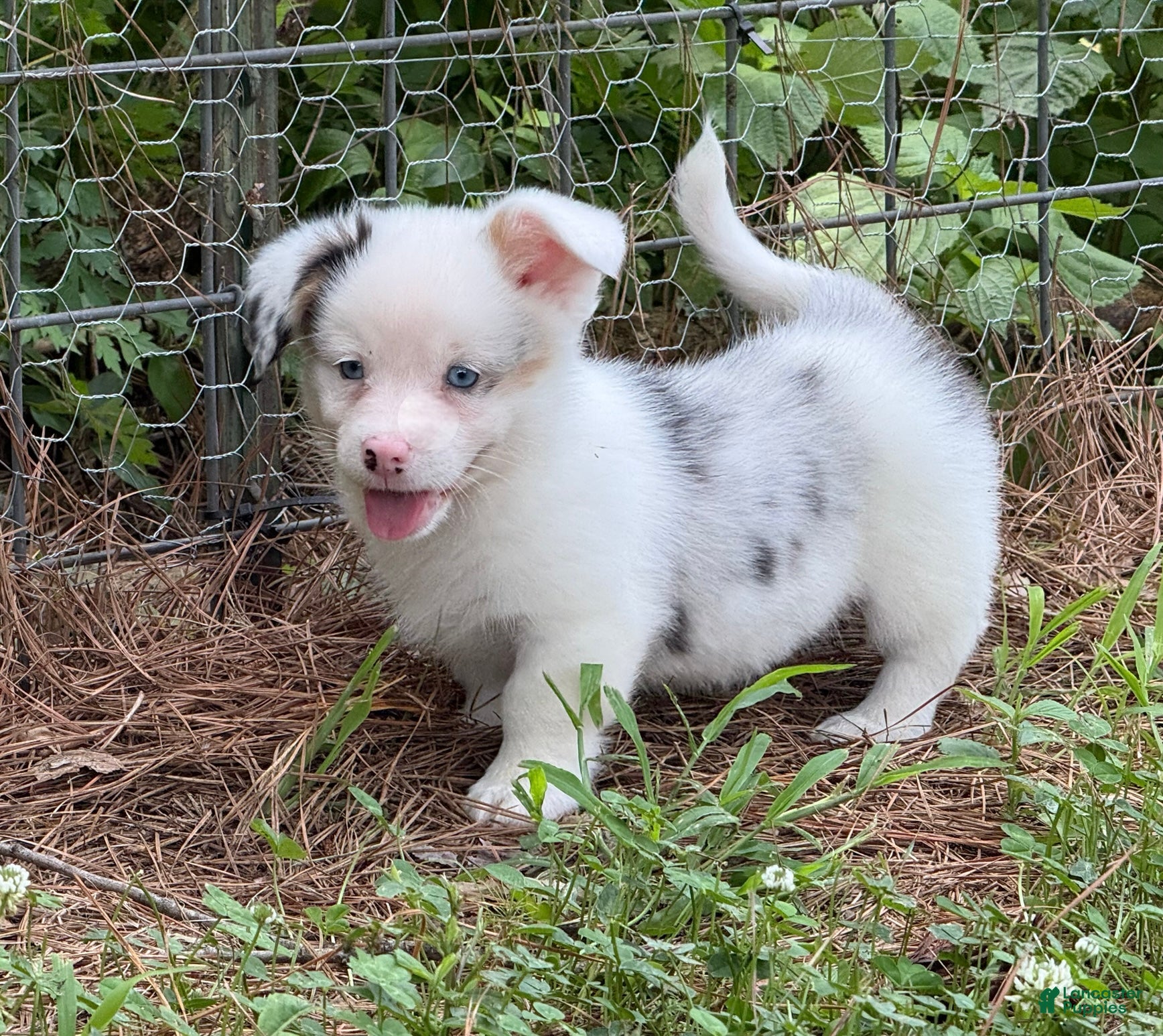Mixed Breed dogs Full Tail Mismark  - Ad 2