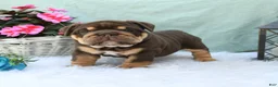 English Bulldog dogs for sale: Chief - Ad 4