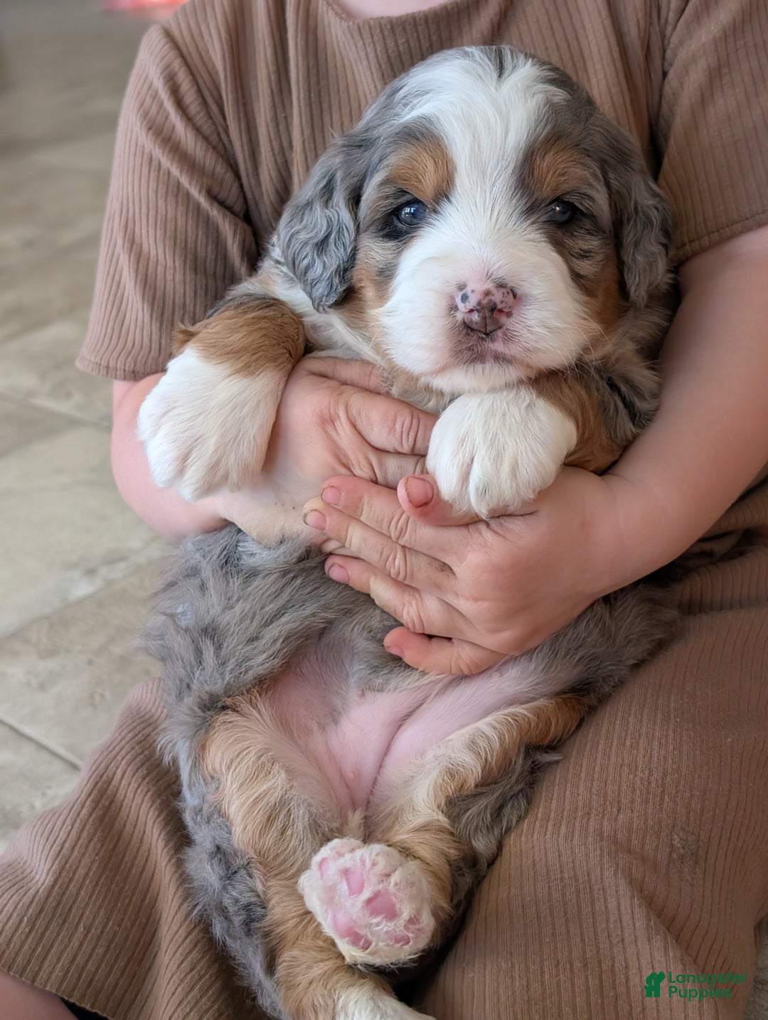 Mini Bernedoodle dogs for sale: Mini Sadie  - Ad 8