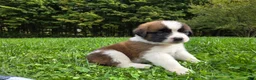 Saint Bernard dogs for sale: Avalanche - Ad 6
