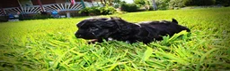 Havapoo dogs for sale: Harmony - Ad 17