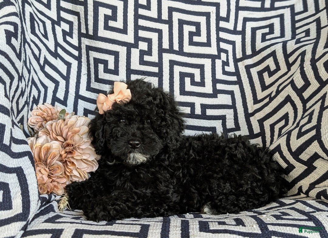 Cavapoo dogs for sale: Sophie 10 lbs Full Grown - Ad 4