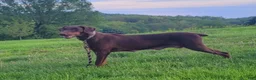 Doberman Pinscher dogs for sale: Hal - Ad 9