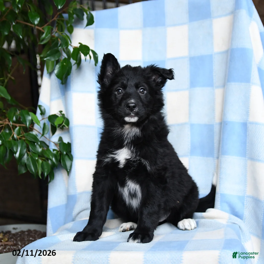 Mixed Breed dogs for sale: Brandy - Ad 1