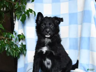 Mixed Breed dogs Brandy - Ad 34
