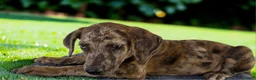 Catahoula Leopard Dog dogs for sale: Tigger 2026 Female 3 - Ad 16