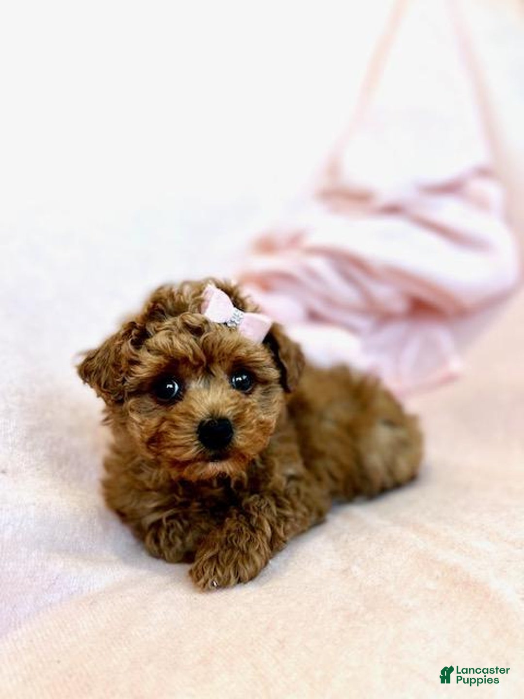 Toy Poodle dogs for sale: Teacup Poodle Puppy - Ad 3