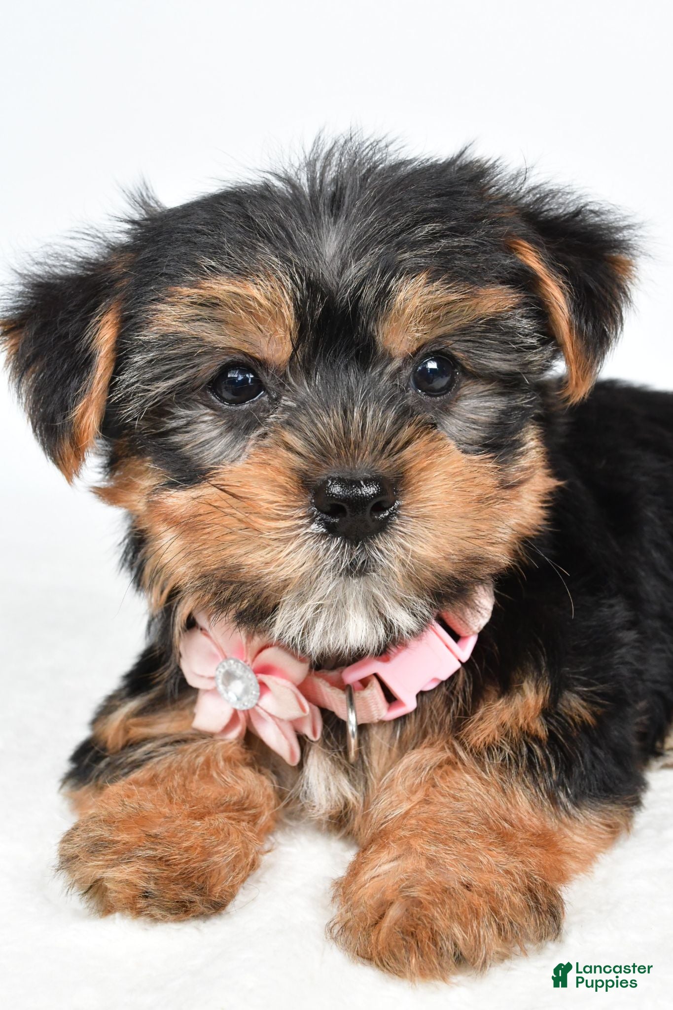 Yorkshire Terrier dogs Winnie - Ad 2