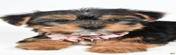 Yorkshire Terrier dogs for sale: Winnie - Ad 2