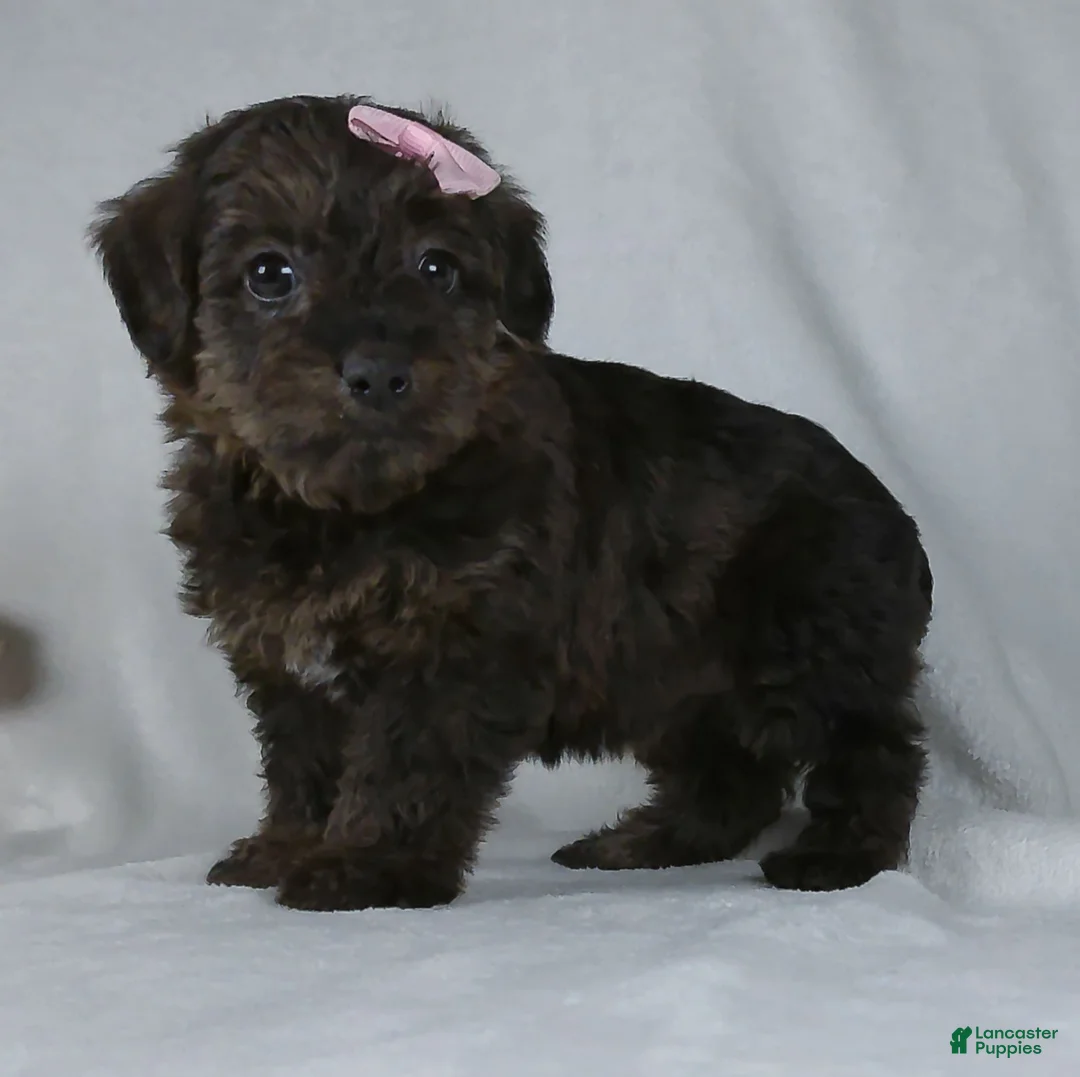 Yorkiepoo dogs for sale: Norie - Ad 3