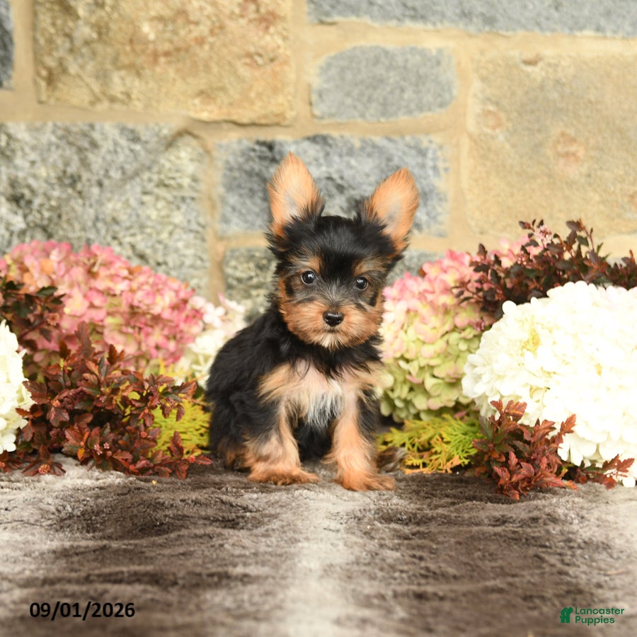 Yorkshire Terrier dogs Nelson - Ad 1