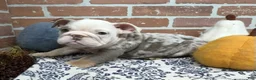 English Bulldog dogs for sale: Easton - Ad 4