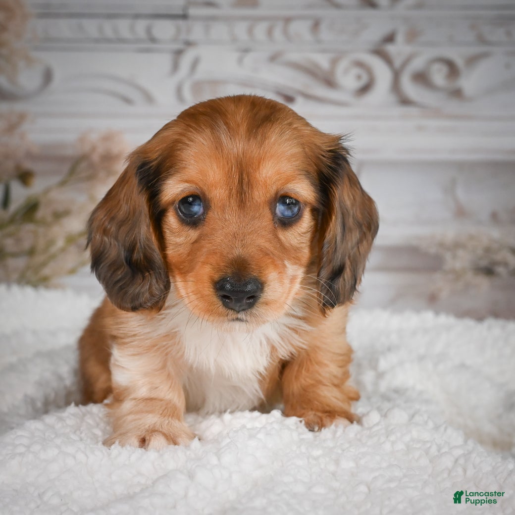 Miniature Dachshund dogs for sale: AKC-Brodie - Ad 10