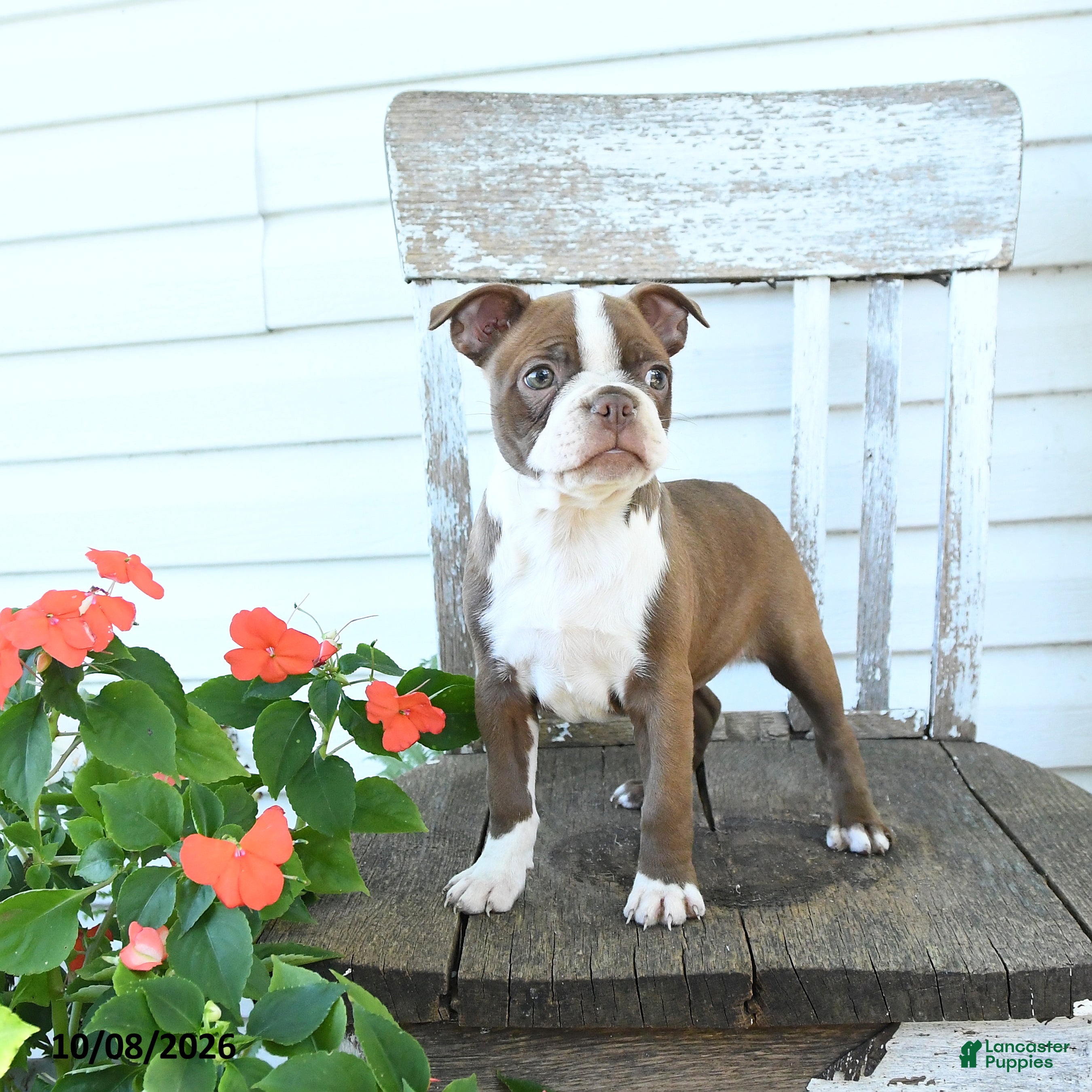 Bambi (Boston Terrier, Female) in Economy, IN